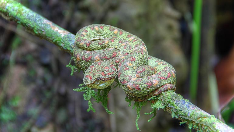 Corcovado National Park Day Tour