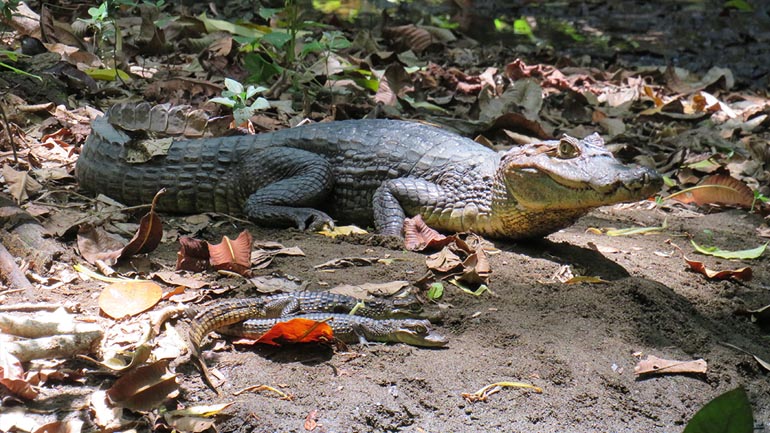 Corcovado National Park Day Tour